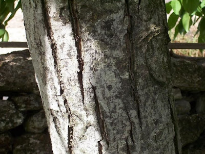 Juglans regia,
Carpathian walnut,
echte Walnu&szlig;,
English walnut,
hu tao,
Madeira walnut,
Noce comune,
nogal com&uacute;n,
nogal europeo,
nogal ingl&eacute;s,
nogueira-comum,
nogueira-europ&eacute;ia,
noyer commun,
Persian walnut,
Walnut