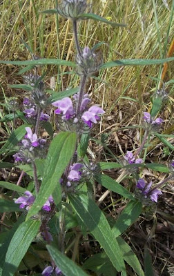 Phlomis herba-venti,
Salvione roseo