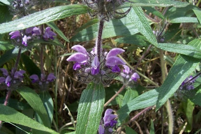 Phlomis herba-venti,
Salvione roseo