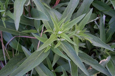 Phlomis herba-venti,
Salvione roseo
