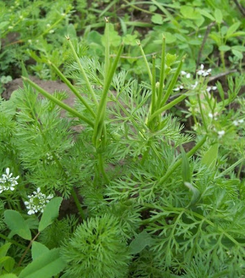 Scandix pecten-veneris,
Acicula comune,
Pettine di Venere,
shepherd's needle,
shepherd's-needle,
shepherdsneedle,
Spillettoni,
Venus'-comb,
Venus's Comb