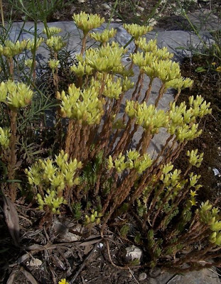 Sedum anopetalum,
Borracina biancastra
