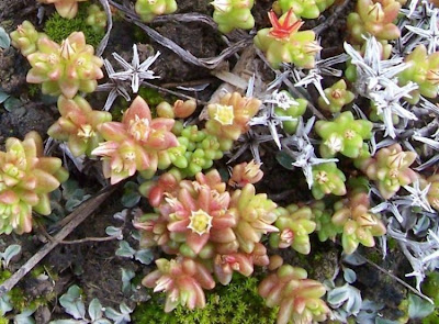 Sedum caespitosum,
Borracina cespugliosa,
Broad Leaved Stonecrop