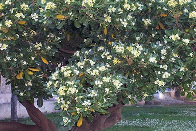 Pittosporum tobira,
Australian-laurel,
chinesischer Klebsame,
Fitosforo,
hai tong,
Japanese cheesewood,
Japanese pittosporum,
l&aacute;grima-sab&eacute;ia,
mock orange,
pau-de-incenso,
Pechsame,
Pittosporo,
pit&oacute;sporo-japon&ecirc;s,
tobera
