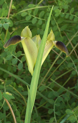 Hermodactylus tuberosus,
Bellavedova,
Bocca di Lupo,
Widow Iris