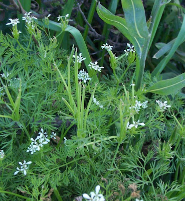 Scandix pecten-veneris,
Acicula comune,
Pettine di Venere,
shepherd's needle,
shepherd's-needle,
shepherdsneedle,
Spillettoni,
Venus'-comb,
Venus's Comb