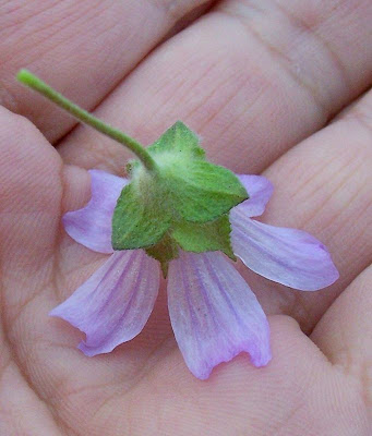 Lavatera cretica,
Cornish mallow,
Cretan-hollyhock,
Kretische Strauchpappel,
lavat&eacute;ra de Cr&ecirc;te,
malva-bastarda,
Malvone di Creta,
Smaller Tree Mallow