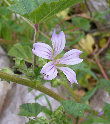 Lavatera cretica,
Cornish mallow,
Cretan-hollyhock,
Kretische Strauchpappel,
lavat&eacute;ra de Cr&ecirc;te,
malva-bastarda,
Malvone di Creta,
Smaller Tree Mallow