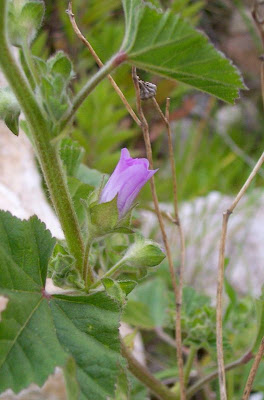 Lavatera cretica,
Cornish mallow,
Cretan-hollyhock,
Kretische Strauchpappel,
lavat&eacute;ra de Cr&ecirc;te,
malva-bastarda,
Malvone di Creta,
Smaller Tree Mallow