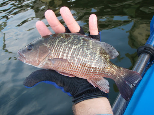 Nice Mangrove Snapper
