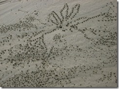 CAPE HILLSBOROUGH 015