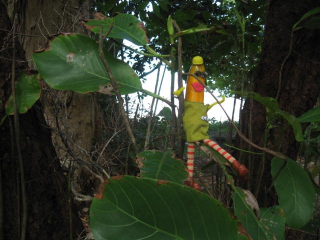 [DAINTREE0262.jpg]