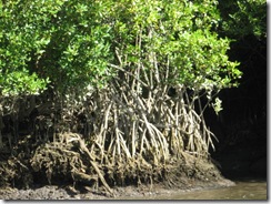 DAINTREE 134