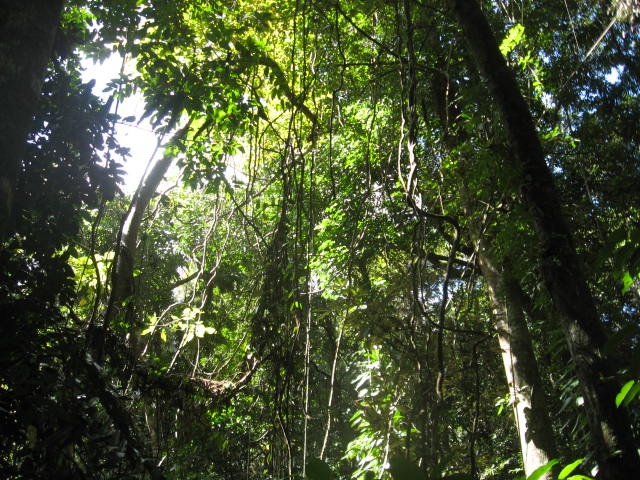 [DAINTREE0722.jpg]