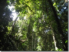 DAINTREE 072