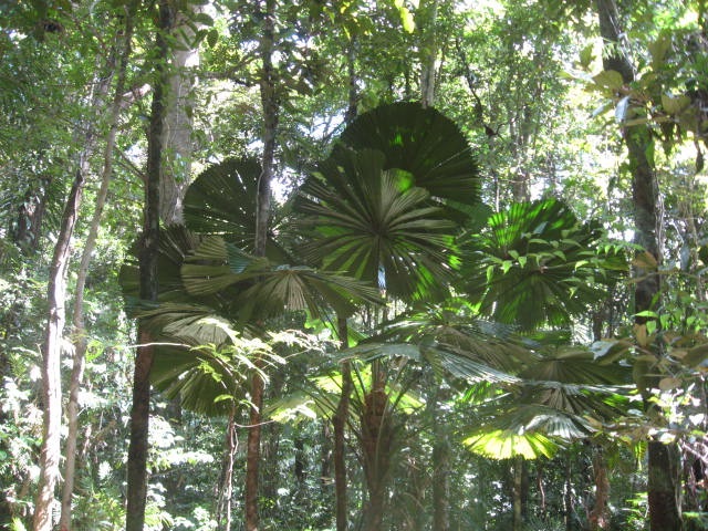 [DAINTREE0772.jpg]