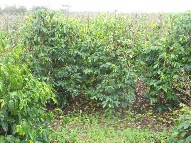 [MAREEBA0332.jpg]