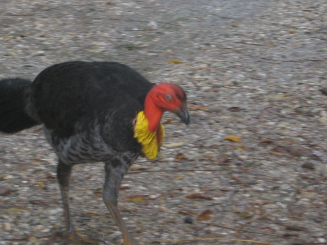 [MAREEBA0132.jpg]