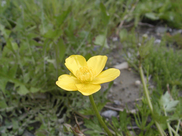 Spotting Image 1