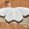 Snowy geometer