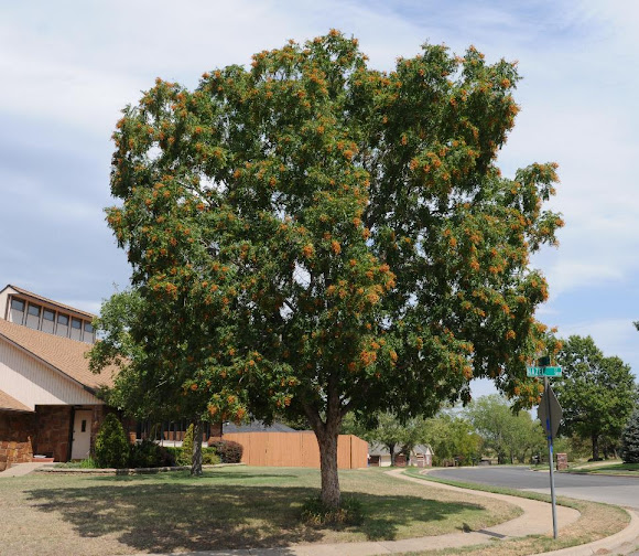 Western soapberry tree Project Noah