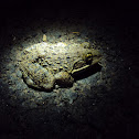 Jerdon's bull frog