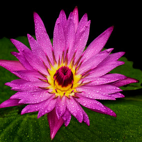 Pink by Charliemagne Unggay - Nature Up Close Flowers ( lily, nature, green leaves, pink, flower )