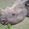 Black Rhino