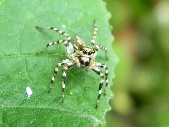 Spotting Image 1