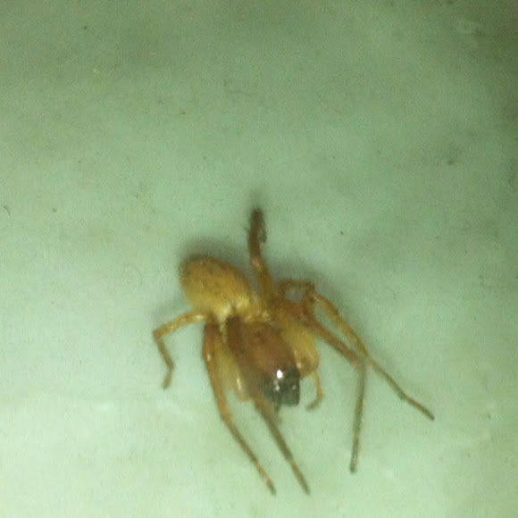 Spotting Image 1