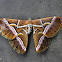 Wild Eri Silk Moth