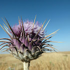 Nodding Thistle