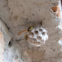 Chaqueta amarilla
