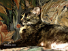 Encontramos Gata Marron Con Pintitas Amarillas