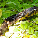 Broad-banded Water Snake
