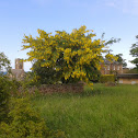 Common Laburnum