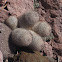 Strawberry Cactus
