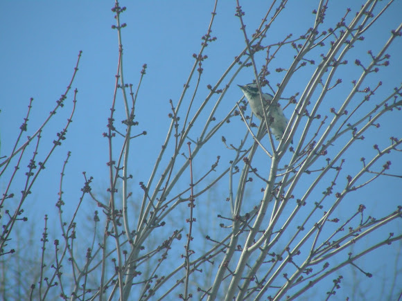 Spotting Image 1