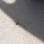 Unknown spotting