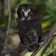 Northern Saw-whet Owl