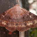 Velvetbean Caterpillar Moth.