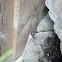Giant house spider