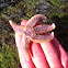 Starfish