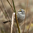 White-throated Sparrow