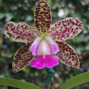 Orquidea