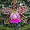 Orquidea
