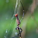 Golden orb-web spider
