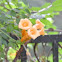 Yellow Trumpet Vine