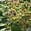 Blackberry