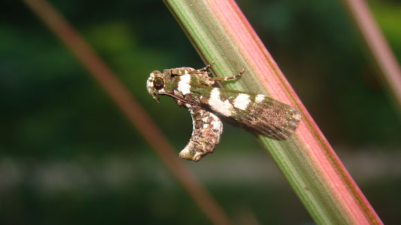 Spotting Image 1